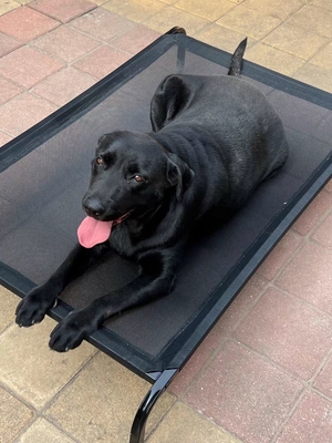 Letto per animali da compagnia esterno rivestito con elettroforesi con certificazione ISO9001 e alta durata