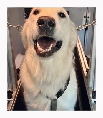 Altri Tipo di articolo Cammino per cani per amici a quattro zampe di diverse dimensioni