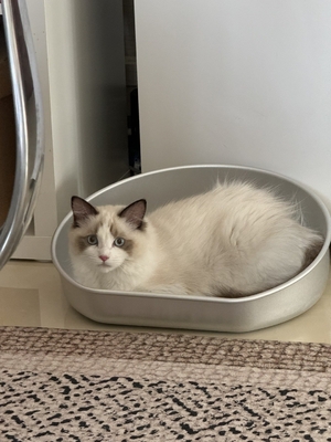 Lavaggio a mano grande pet Cat Litter Pan Modello solido Pulizia manuale Kitty Cat Toilet Box