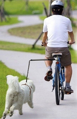 Legnano da 42,5 cm, corda da 68 cm, guinzaglio per cani da bicicletta per cani attivi e avventurosi.