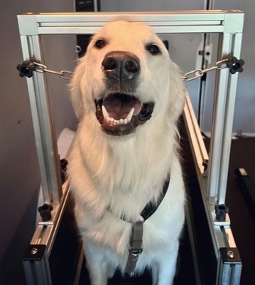 Migliora la routine di esercizio del tuo cane con la nostra esperienza senza preoccupazioni sul tapis roulant sostenibile