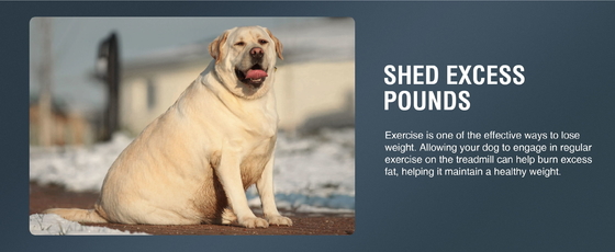 Macchina di tapis roulant per animali personalizzata per cani di grandi dimensioni Spedita a Shanghai o al porto di Nanjing