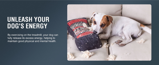Macchina di tapis roulant per animali personalizzata per cani di grandi dimensioni Spedita a Shanghai o al porto di Nanjing