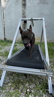 Dog Esercizio Slatmill Animali domestici tapis roulant Macchina da passeggio per Pit Bull Stocked Tapis Mill
