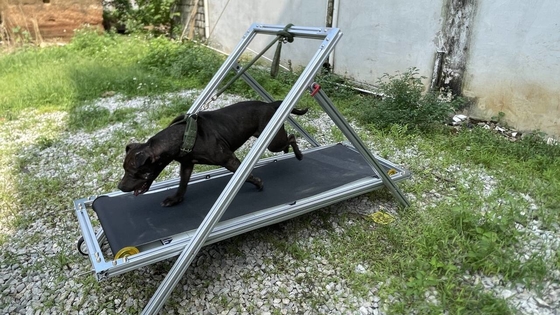Cammino per cani sostenibile con funzionamento silenzioso Porto di Shanghai o Porto di Nanchino