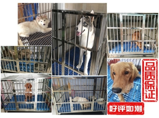 Cage per cani in acciaio inossidabile pieghevole senza modello e chiusura a spinta