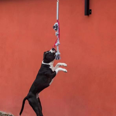 Set di stagno per cani pesante e sostenibile per cani fino a 105 lbs/210 lbs