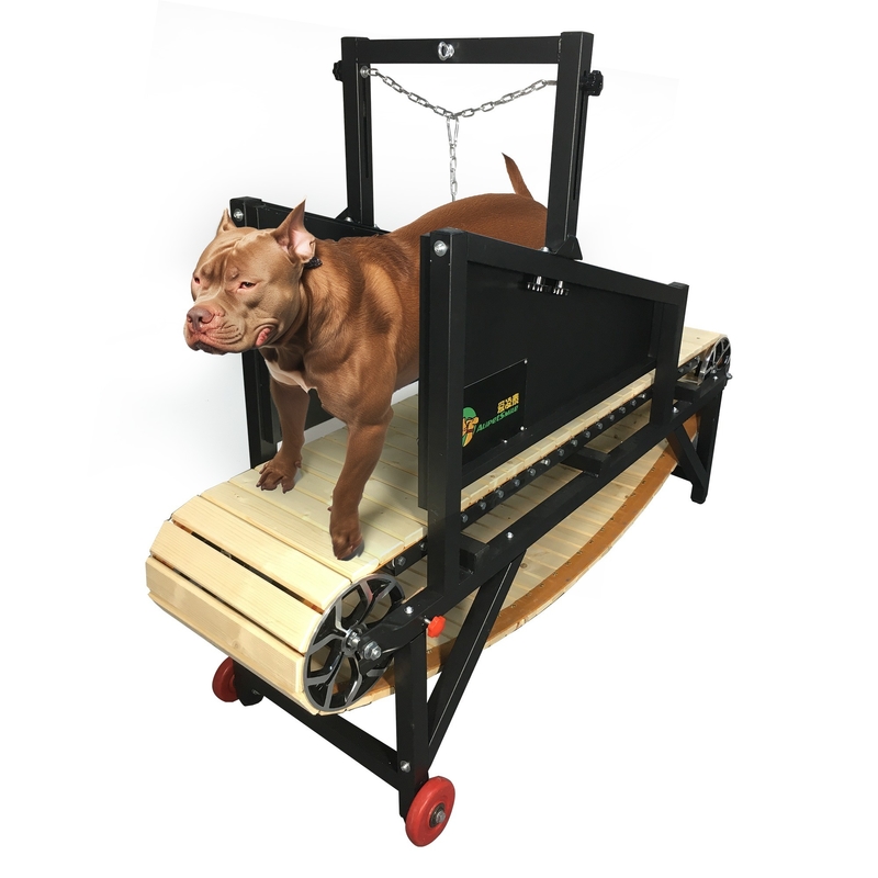 Massimizza le prestazioni del tuo cane