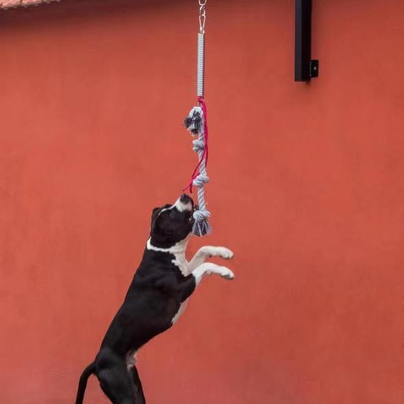 6063/6061/6005/6082/6060 Sette a molla per cani energetici